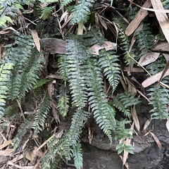 Hymenasplenium pubirhizoma