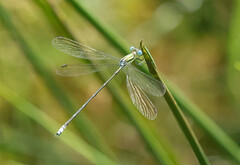 Lestes virgatus