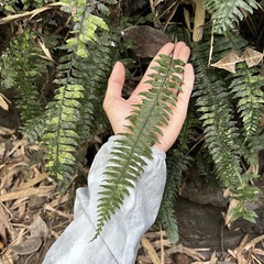 Hymenasplenium pubirhizoma