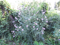 Cirsium nipponicum incomptum