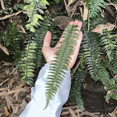 Hymenasplenium pubirhizoma