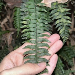 Hymenasplenium pubirhizoma