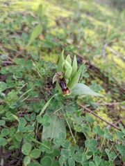 Ophrys × heraultii