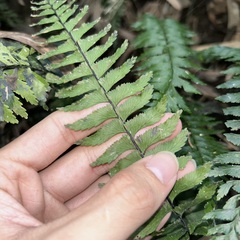 Hymenasplenium pubirhizoma