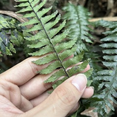 Hymenasplenium pubirhizoma