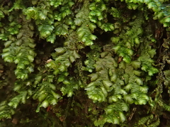 Frullania polysticta