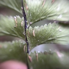 Hymenasplenium pubirhizoma