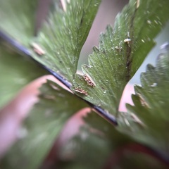 Hymenasplenium pubirhizoma