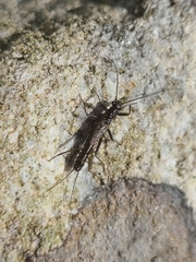 Plecoptera