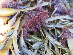 Vertebrata lanosa