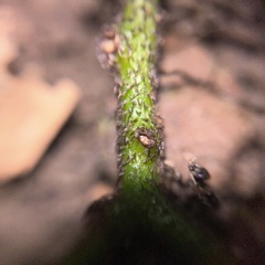 Hymenasplenium pubirhizoma