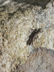 Plecoptera