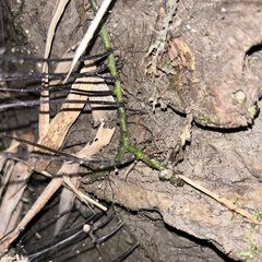 Hymenasplenium pubirhizoma