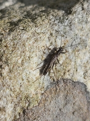 Plecoptera