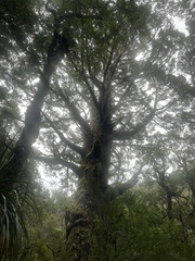 Athrotaxis selaginoides