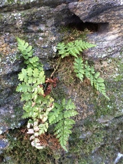 Asplenium adiantum-nigrum