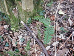 Polystichum aculeatum