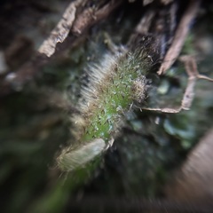 Hymenasplenium pubirhizoma