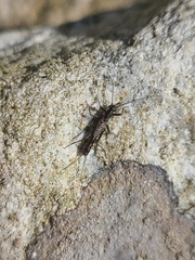 Plecoptera