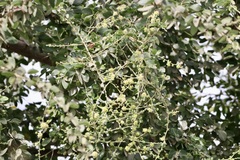 Acacia pravissima