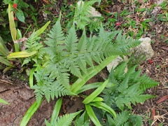 Davallia denticulata