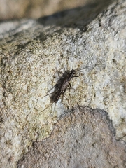 Plecoptera