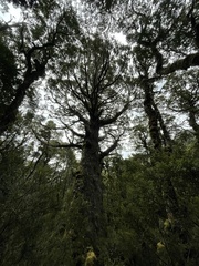 Athrotaxis selaginoides