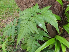 Davallia denticulata