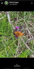 Argynnis adippe