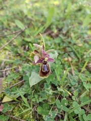 Ophrys × heraultii