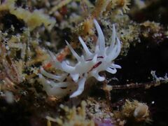 Okenia brunneomaculata