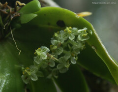 Ornithocephalus myrticola