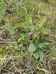 Ophrys × heraultii