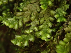 Frullania polysticta
