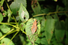 Cutocoris russatus