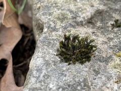 Schistidium rivulare