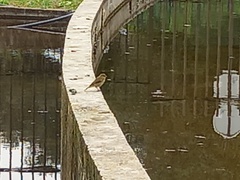 Phylloscopus