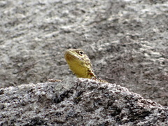 Stenocercus crassicaudatus