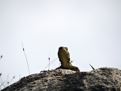 Stenocercus crassicaudatus