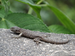 Stenocercus crassicaudatus