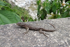 Stenocercus crassicaudatus