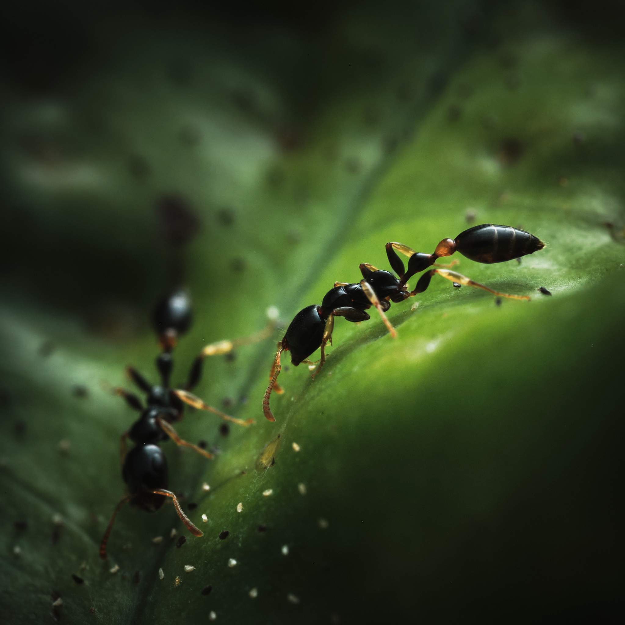 Tetraponera extenuata