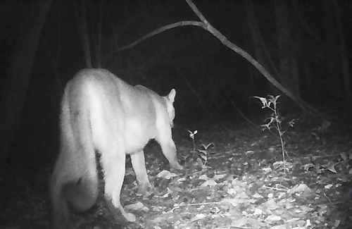 Mountain Lion