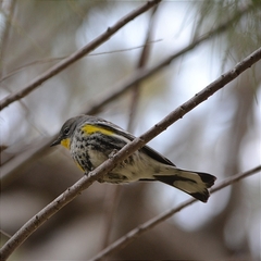 Setophaga coronata