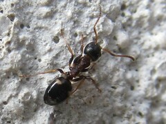 Dolichoderus quadripunctatus