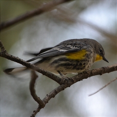 Setophaga coronata