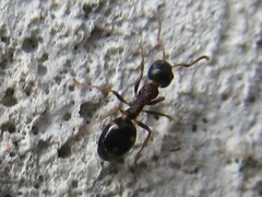 Dolichoderus quadripunctatus