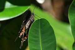 Papilio polytes romulus