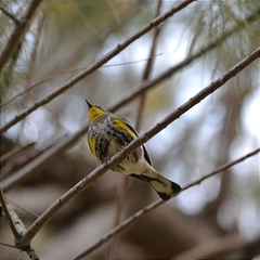 Setophaga coronata
