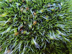 Grimmia curviseta